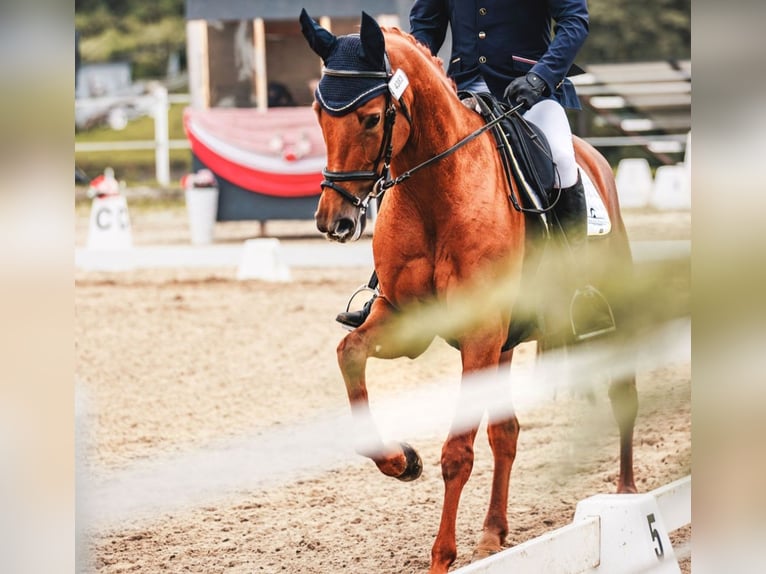 German Sport Horse Mare 6 years 15,3 hh Chestnut-Red in Ried am riederberg