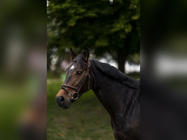 German Sport Horse Mare 6 years 15,2 hh Bay-Dark in Nettetal
