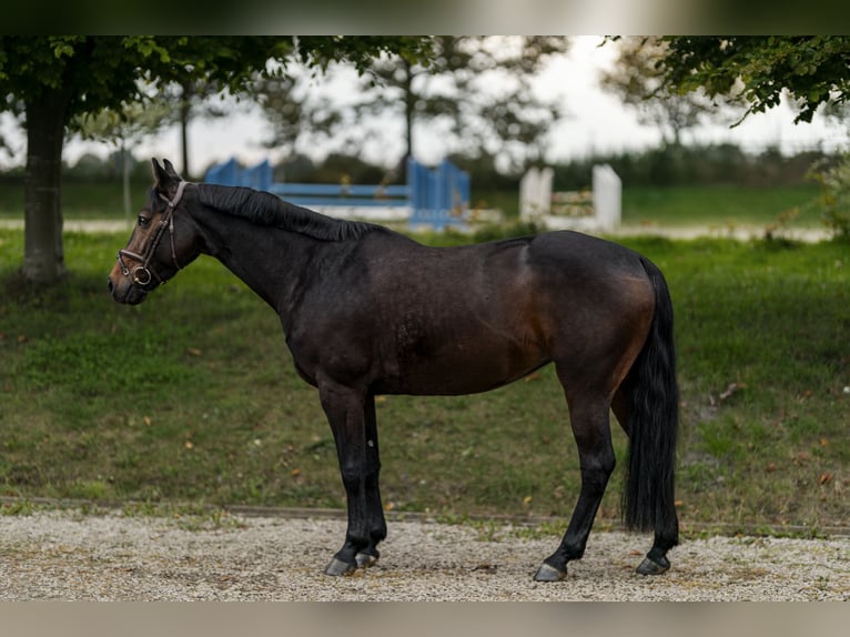 German Sport Horse Mare 6 years 15,2 hh Bay-Dark in Nettetal