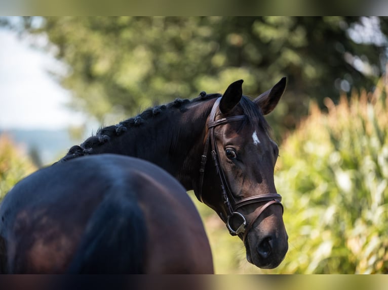 German Sport Horse Mare 6 years 15,3 hh Brown in Wernau