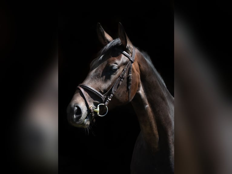 German Sport Horse Mare 6 years 15,3 hh Brown in Wernau