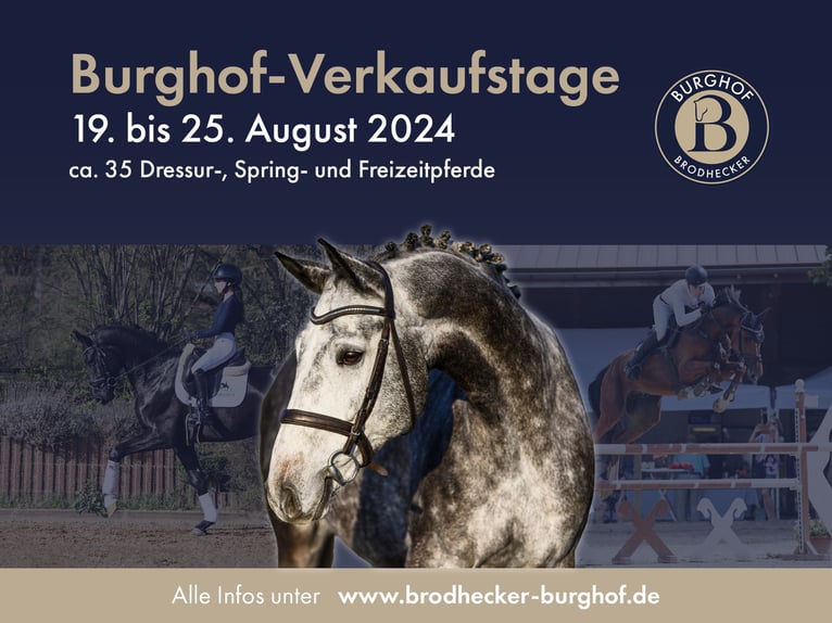 German Sport Horse Mare 6 years 16,1 hh Bay-Dark in Riedstadt