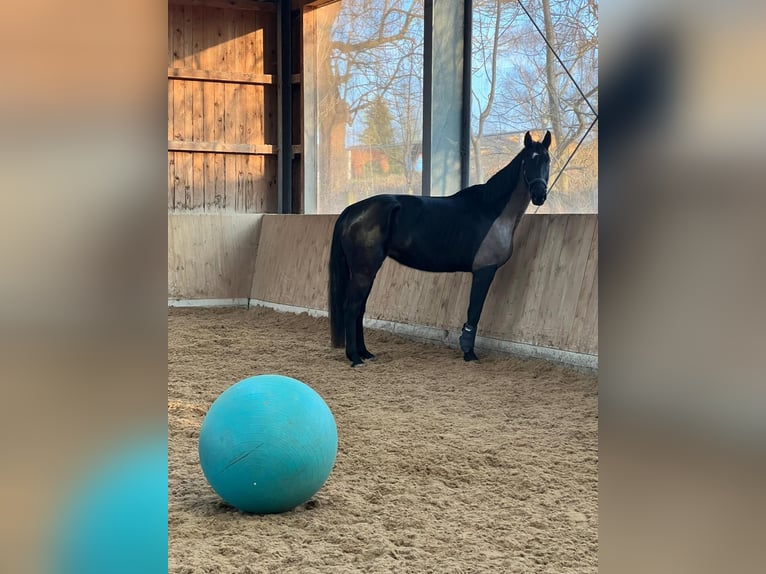German Sport Horse Mare 6 years 16.1 hh Black in Hof