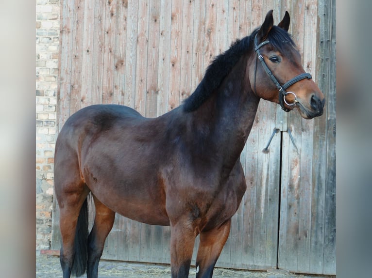 German Sport Horse Mare 6 years 16.1 hh Brown in Landsberg