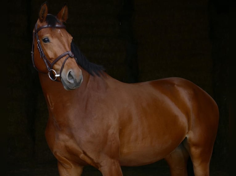 German Sport Horse Mare 6 years 16,1 hh Brown in Landsberg