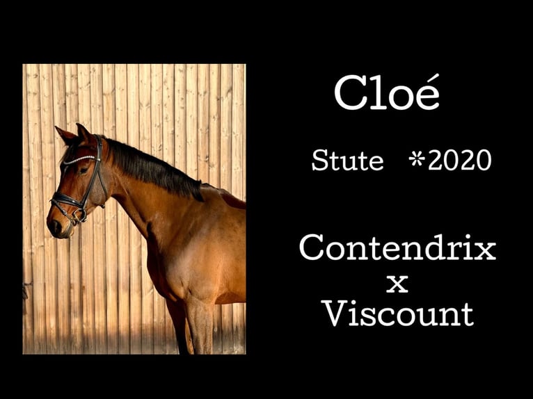 German Sport Horse Mare 6 years 16.1 hh Brown in Teltow