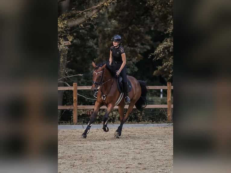 German Sport Horse Mare 6 years 16.1 hh Brown in Emsdetten