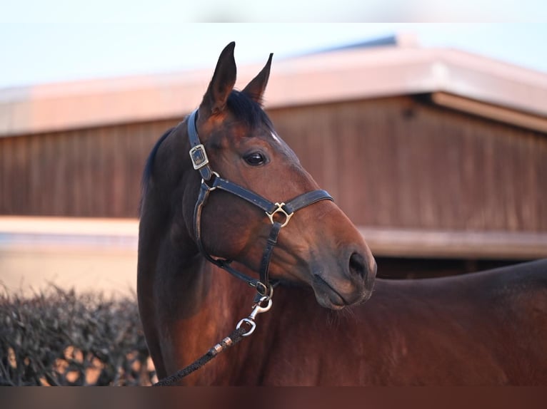 German Sport Horse Mare 6 years 16.1 hh Brown in Emsdetten