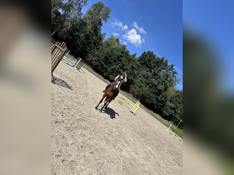 German Sport Horse Mare 6 years 16.1 hh Brown in Penig