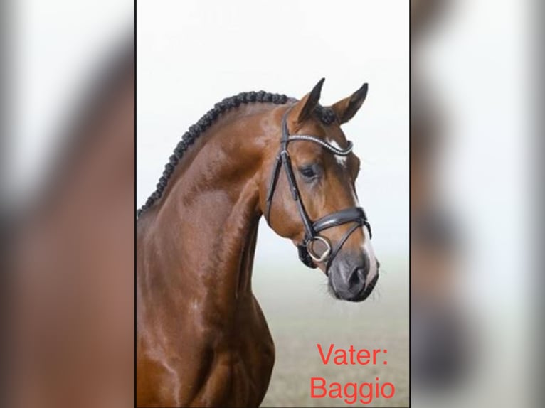 German Sport Horse Mare 6 years 16.1 hh Brown in Penig