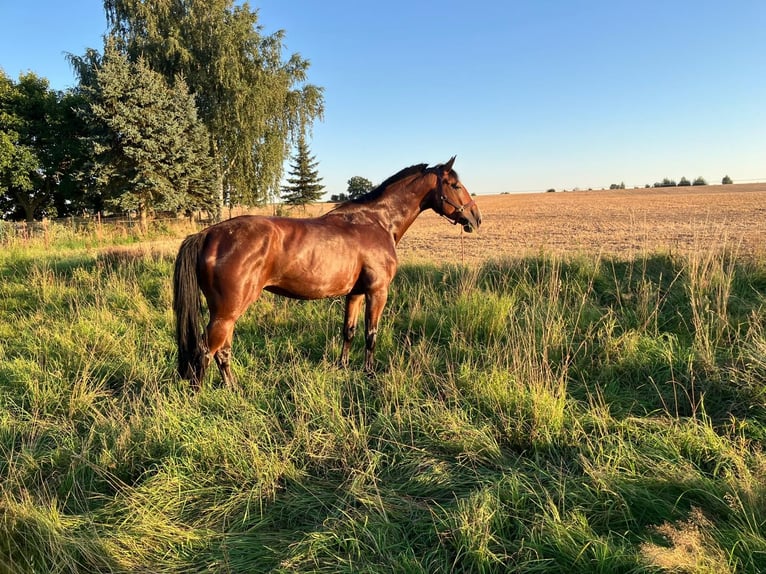 German Sport Horse Mare 6 years 16.1 hh Brown in Penig