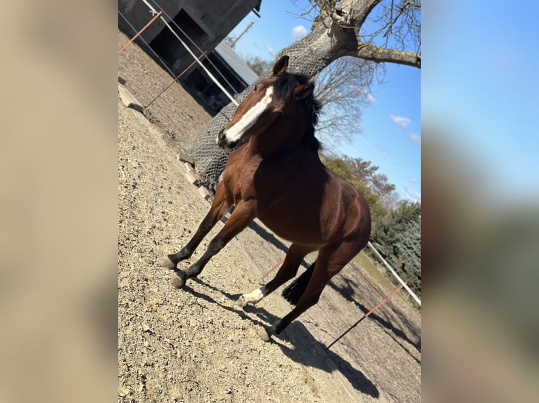 German Sport Horse Mare 6 years 16.1 hh Brown in Penig
