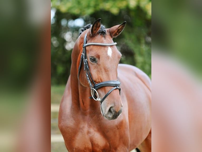 German Sport Horse Mare 6 years 16.1 hh Brown in Riedstadt