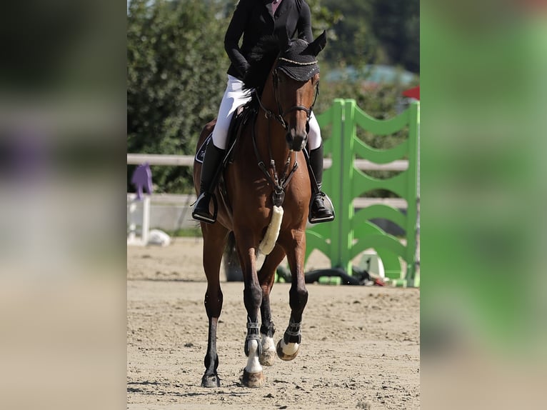 German Sport Horse, Mare, 6 years, 16.1 hh, Brown