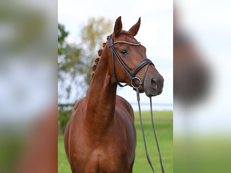 German Sport Horse Mare 6 years 16.1 hh Chestnut-Red in Gomadingen