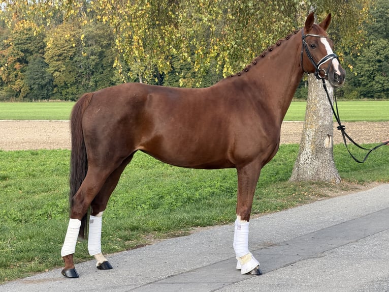 German Sport Horse Mare 6 years 16.1 hh Chestnut-Red in Riedlingen