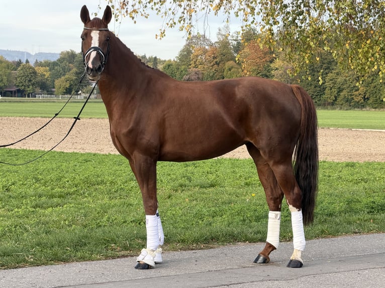 German Sport Horse Mare 6 years 16.1 hh Chestnut-Red in Riedlingen