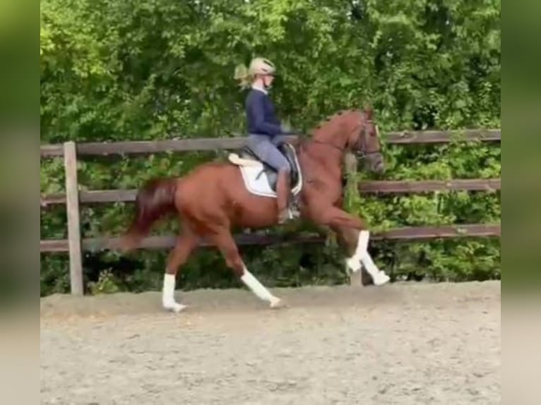 German Sport Horse Mare 6 years 16,1 hh Chestnut-Red in K&#xF6;nigheim