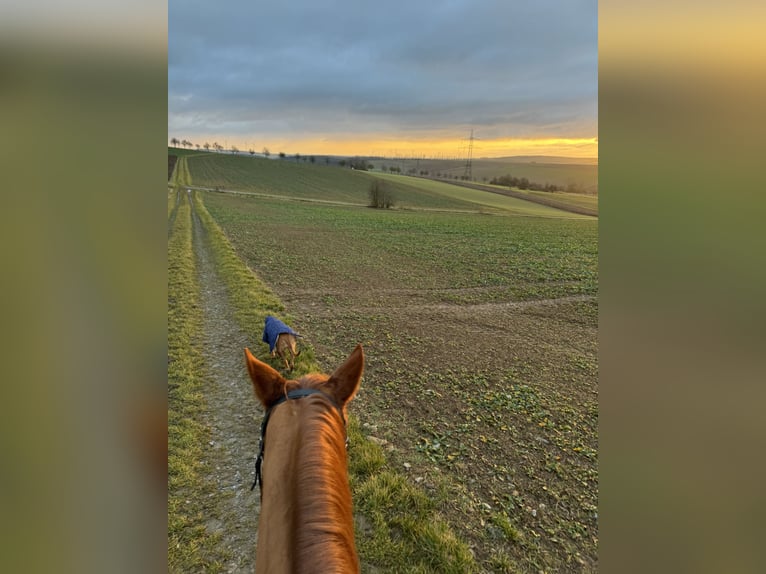 German Sport Horse Mare 6 years 16,1 hh Chestnut-Red in Königheim