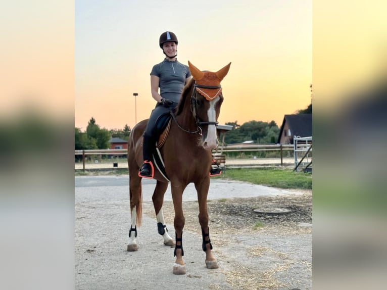 German Sport Horse Mare 6 years 16,1 hh Chestnut-Red in Borsdorf