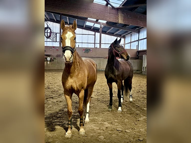 German Sport Horse Mare 6 years 16,1 hh Chestnut-Red in Borsdorf