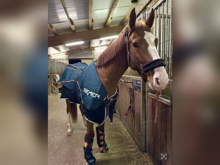 German Sport Horse Mare 6 years 16,1 hh Chestnut-Red in Borsdorf