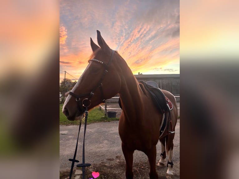 German Sport Horse Mare 6 years 16,1 hh Chestnut-Red in Leipzig