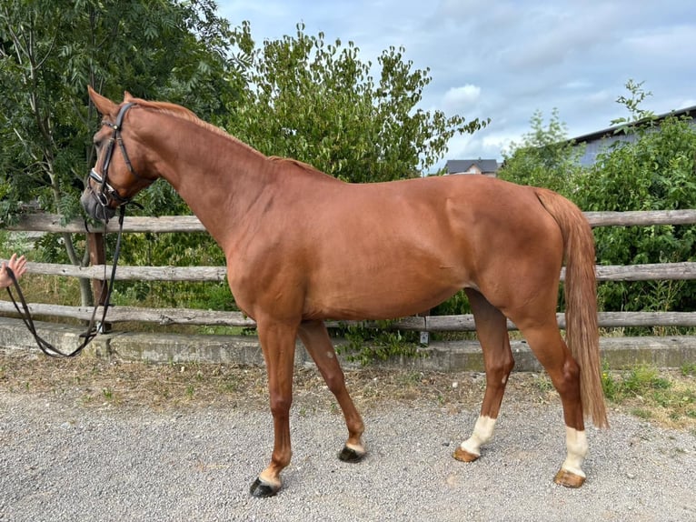 German Sport Horse Mare 6 years 16.1 hh Chestnut-Red in Grevenbroich