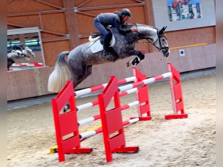 German Sport Horse Mare 6 years 16.1 hh Grey in Bad Dürrheim