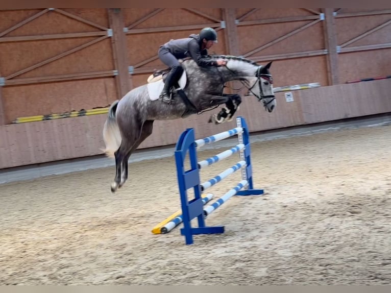 German Sport Horse Mare 6 years 16.1 hh Grey in Bad Dürrheim