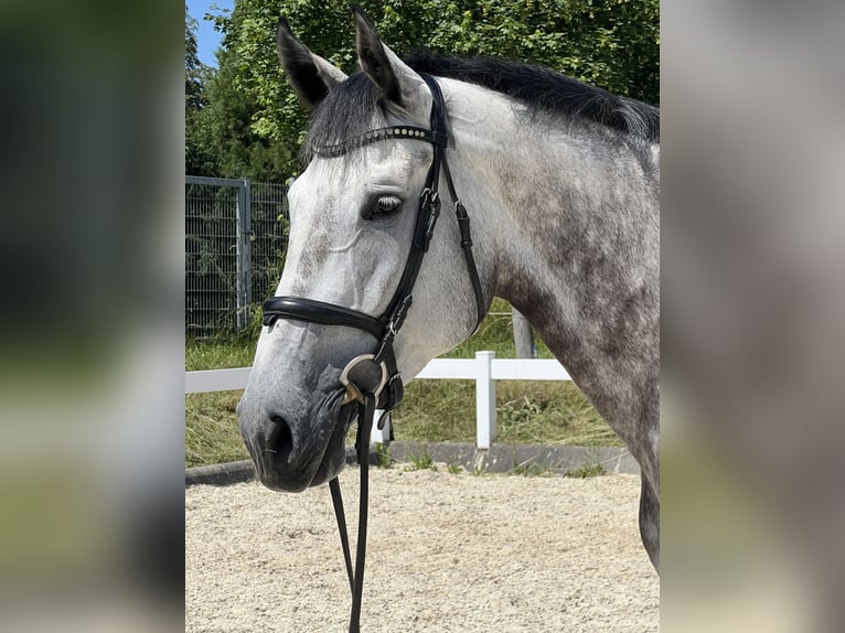 German Sport Horse Mare 6 years 16.1 hh Grey in Metzingen