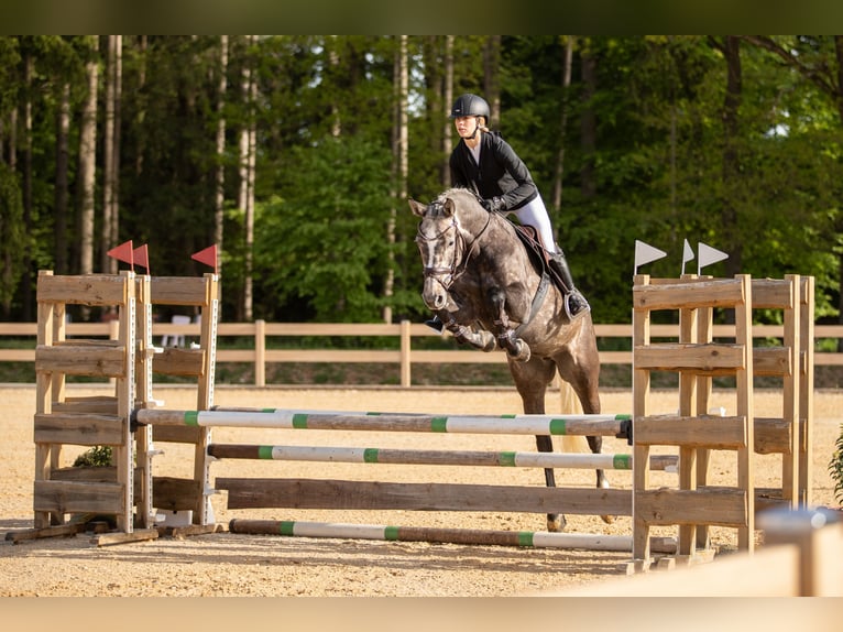 German Sport Horse Mare 6 years 16.1 hh Grey in Kirchenthumbach