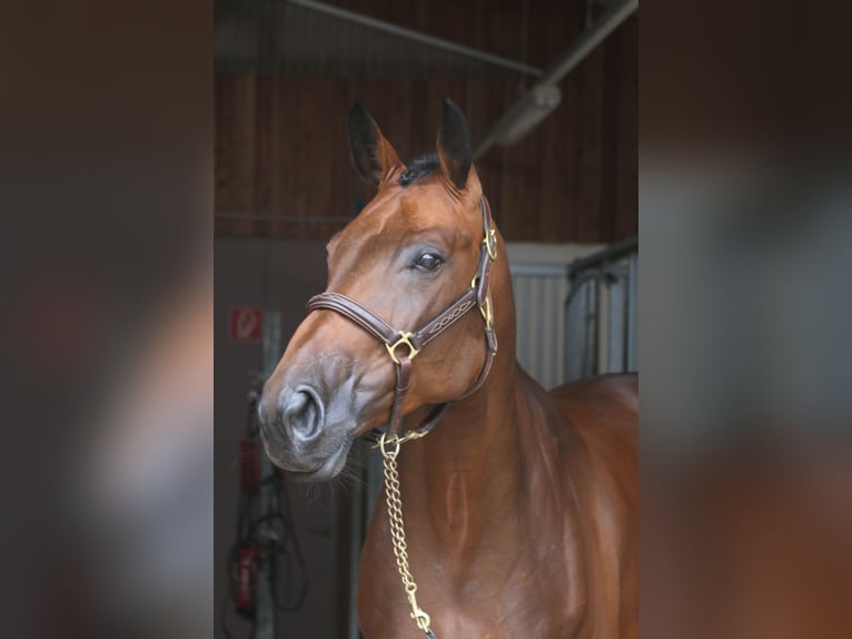German Sport Horse Mare 6 years 16.1 hh  in Erharting