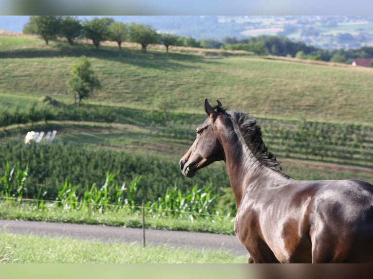 German Sport Horse Mare 6 years 16,2 hh Bay-Dark in Kaisten