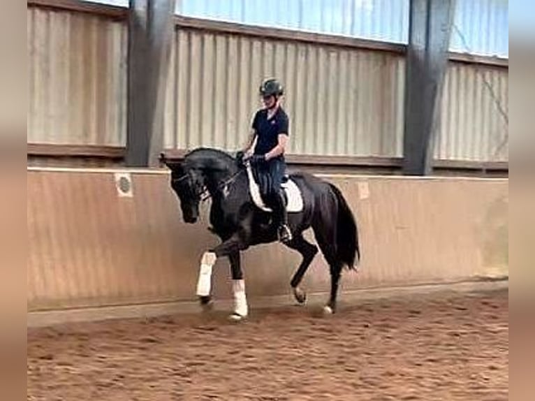 German Sport Horse Mare 6 years 16,2 hh Black in Norderstedt