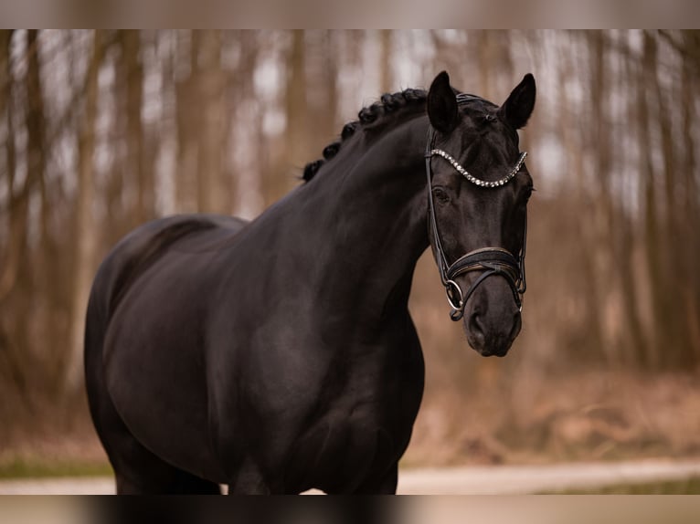German Sport Horse Mare 6 years 16.2 hh Black in Wehringen