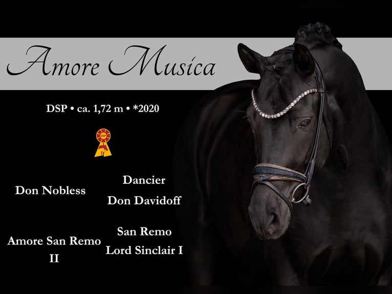 German Sport Horse Mare 6 years 16.2 hh Black in Wehringen