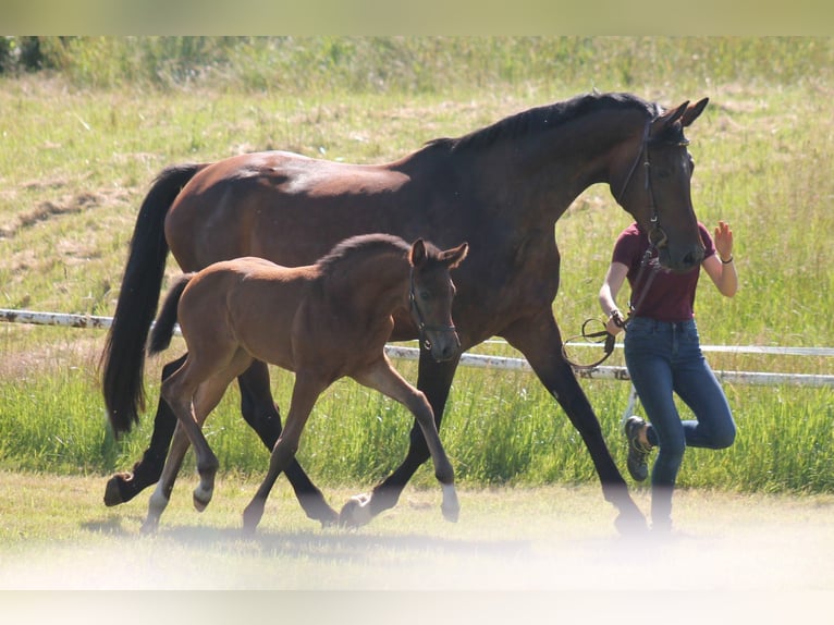 German Sport Horse Mare 6 years 16,2 hh Black in Brand-Erbisdorf