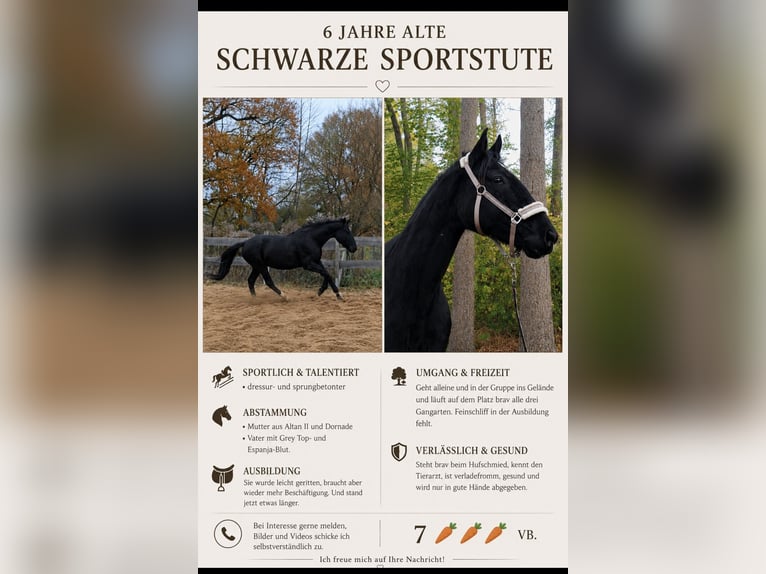 German Sport Horse Mare 6 years 16.2 hh Black in Prignitz