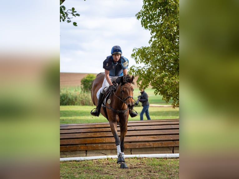 German Sport Horse Mare 6 years 16,2 hh Brown in Gotha