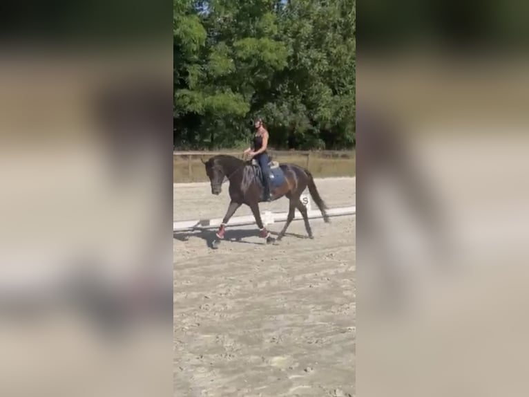 German Sport Horse Mare 6 years 16.2 hh Brown in Überherrn