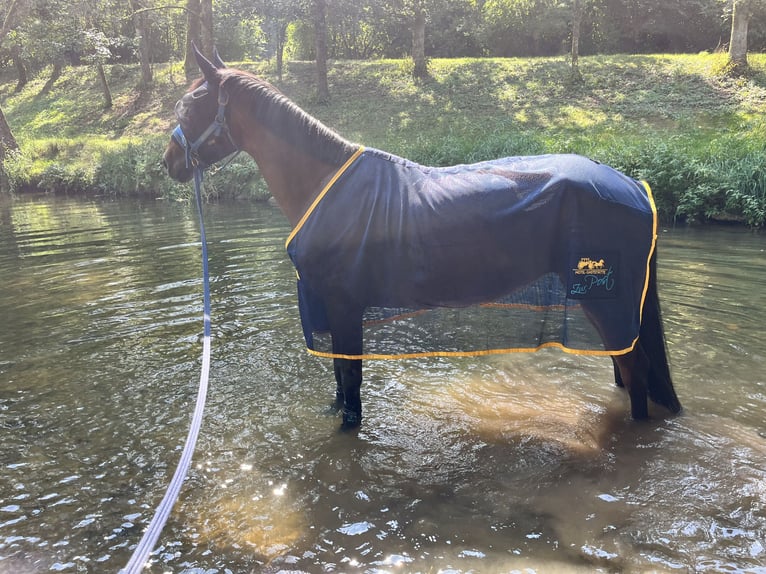 German Sport Horse Mare 6 years 16,2 hh Brown in Schwäbisch Gmünd