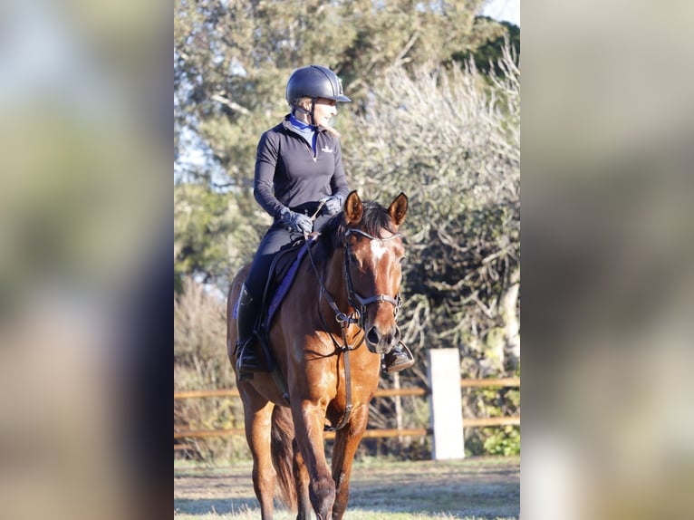 German Sport Horse Mare 6 years 16.2 hh Brown in Lörrach