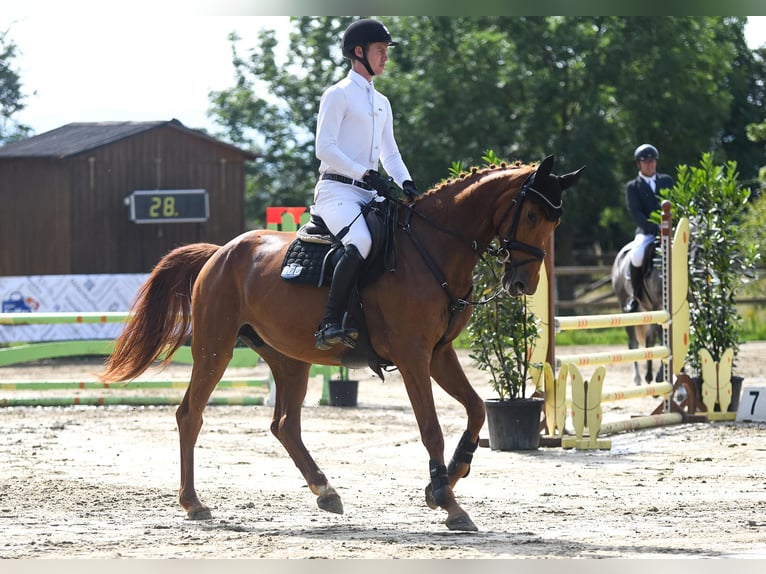 German Sport Horse Mare 6 years 16,2 hh Chestnut-Red in Riedstadt