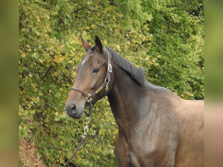 German Sport Horse Mare 6 years 16,3 hh Brown in Verl