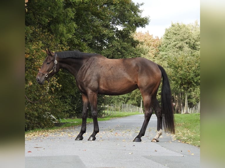German Sport Horse Mare 6 years 16,3 hh Brown in Verl