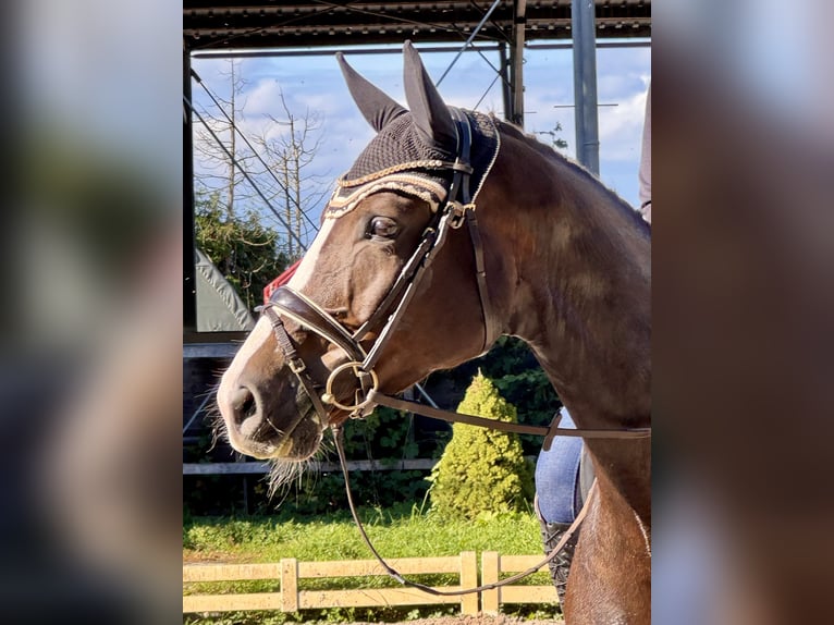 German Sport Horse Mare 6 years 16,3 hh Chestnut in Willst&#xE4;tt