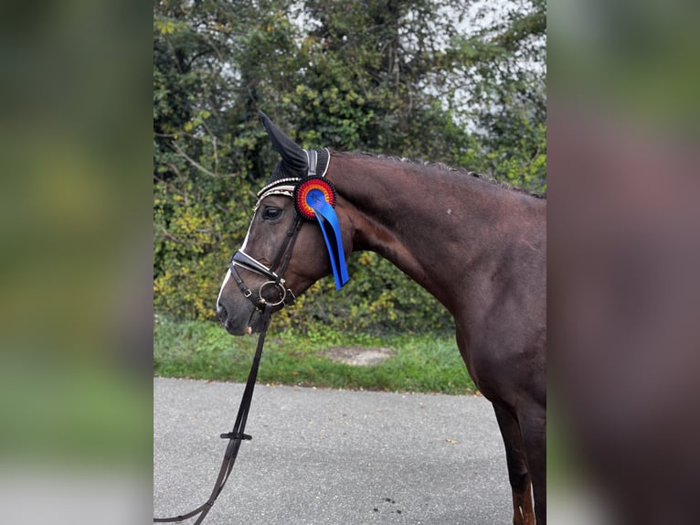 German Sport Horse Mare 6 years 16,3 hh Chestnut in Willst&#xE4;tt