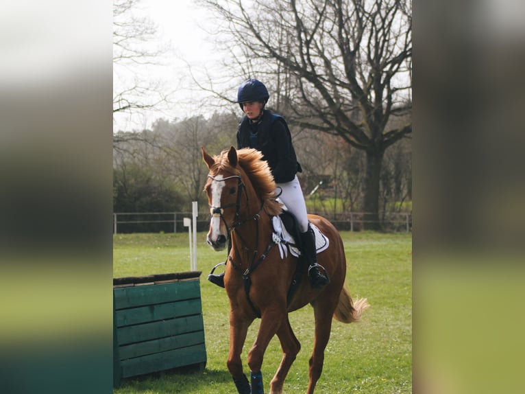 German Sport Horse Mare 6 years 16,3 hh Chestnut-Red in Dahme/Mark