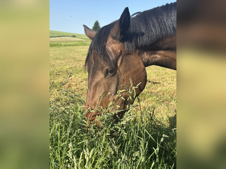 German Sport Horse Mare 6 years 16 hh Bay-Dark in Wilsdruff